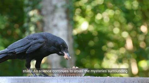 Unveiling the Insight and Intellect of Crows: A Glimpse into the Enigmatic Avian Mind