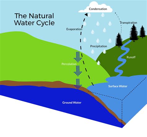 Unveiling the Life Cycle of Water-based Organisms