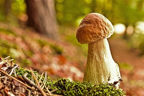 Unveiling the Link Between Mushroom Gathering Dreams and Women's Subconscious Desires