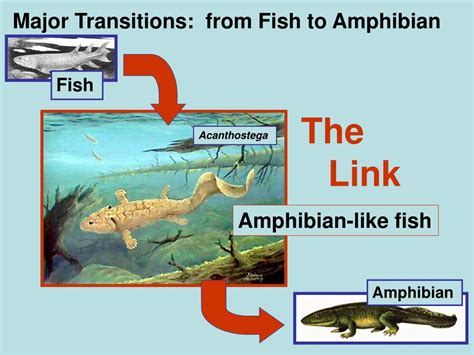 Unveiling the Link between Fish and Abundance