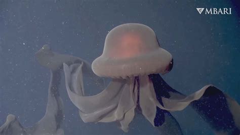 Unveiling the Magnificent World of the Enormous Jellies