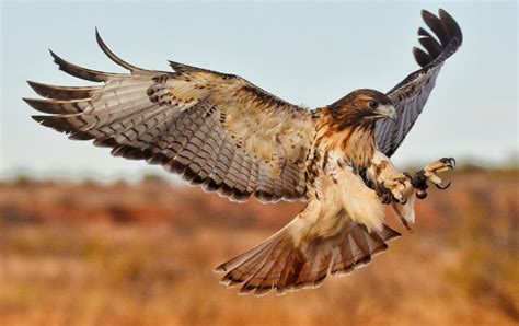 Unveiling the Majestic Raptor's Hunting Techniques