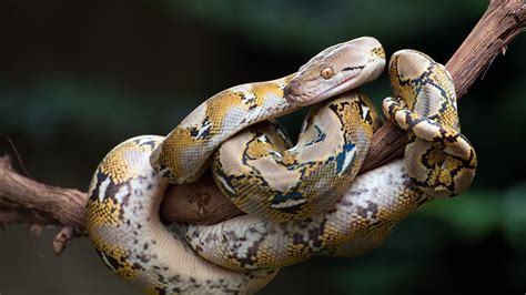 Unveiling the Meaningful Depths of Enigmatic Python Serpent Reveries