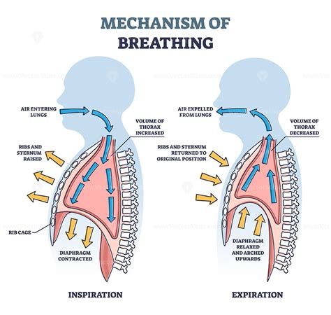 Unveiling the Mechanism of Human Respiration