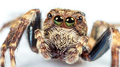 Unveiling the Mysteries: How Jumping Spiders Utilize Their Venom