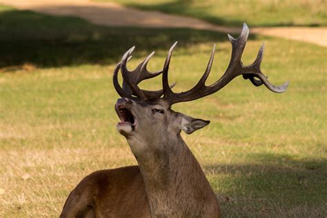 Unveiling the Mysteries: Possible Explanations behind the Absence of Antlers in Deer