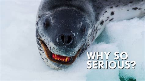 Unveiling the Mysteries of Baby Seal Nightmares