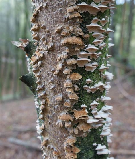 Unveiling the Mysterious Life of Birch Fungus