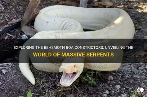 Unveiling the Mysterious Reveries of Boa Constrictors