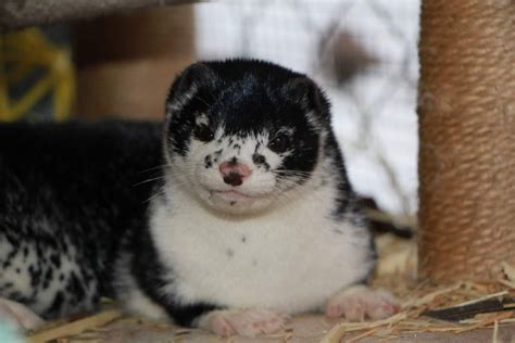 Unveiling the Mysterious Shelter of a Resourceful Mustelid