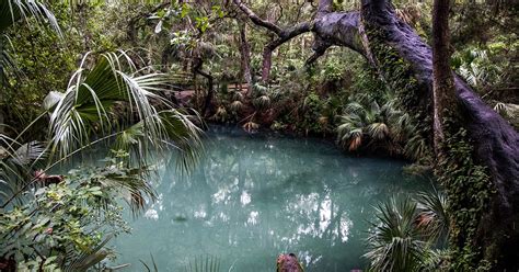 Unveiling the Mystery: The Appearance of a Mysterious Emerald-hued Creature in the Aquatic Habitat