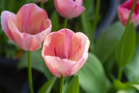 Unveiling the Mystical Essence of Tulip Bulbs in Dreamscapes