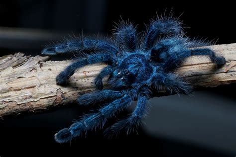 Unveiling the Origins of Species with Blue Spiders