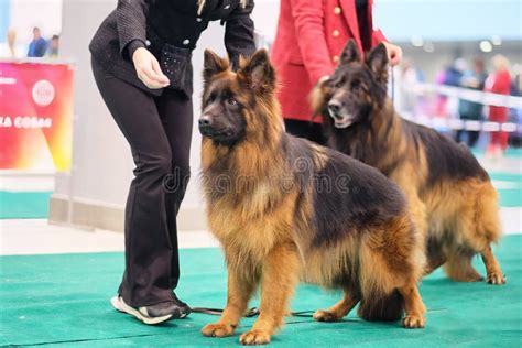 Unveiling the Passion: German Shepherds in Shelters to Show Rings