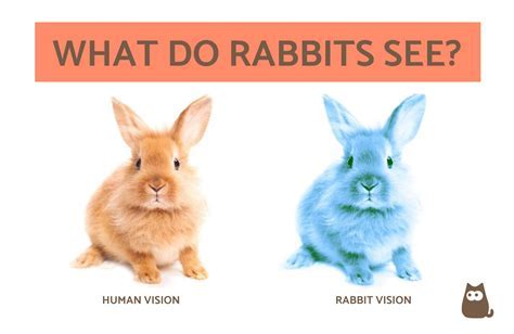 Unveiling the Possible Messages and Warnings of a Large Bunny Vision