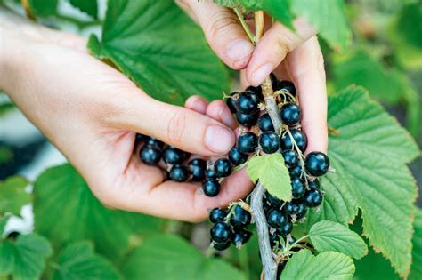 Unveiling the Profound Emotional Connections in Dreams of Harvesting Blackcurrants by Women