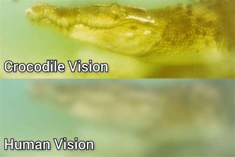 Unveiling the Profound Psychological Analysis of a Crocodile Vision