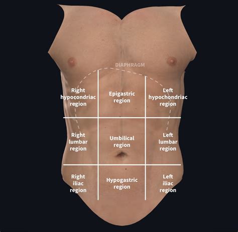 Unveiling the Profound Significance Behind Dreaming of a Abdominal Region