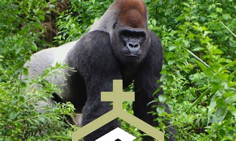 Unveiling the Profound Significance of the Gorilla Encounter