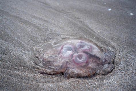 Unveiling the Secrets: Understanding the Fantasies of Gelatinous Sea Creatures