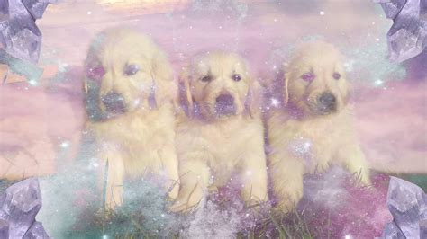 Unveiling the Secrets of Dream Puppies