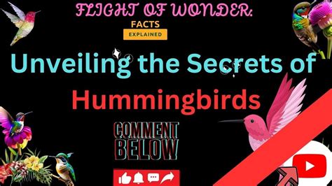 Unveiling the Secrets of Hummingbird Flight