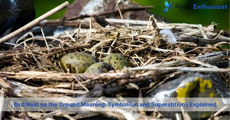 Unveiling the Significance Behind Birds Nesting in Dreams