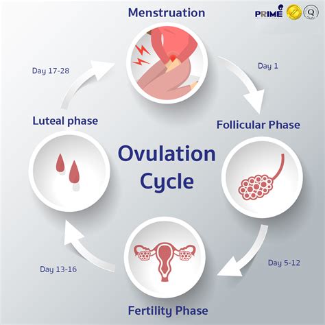 Unveiling the Significance of Ovulation: Exploring its Impact on Fertility and Reproduction