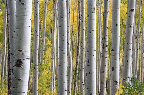 Unveiling the Significance of a Lone Birch in Your Dreams