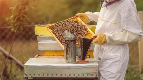 Unveiling the Surprising Advantages of Beekeeping: Exploring the Transformative Power of Honey