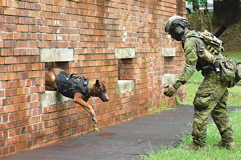 Unveiling the Symbolic Representation of a Canine Assault in a Reverie