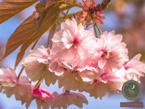 Unveiling the Symbolic Significance of Cherries without Pits