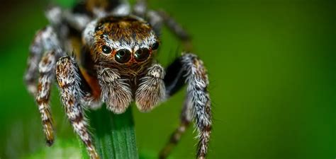 Unveiling the Symbolic Significance of a Massive Ebony Arachnid in a Lady's Vision