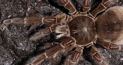 Unveiling the Symbolism Behind Visions of Colossal Arachnids