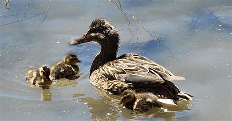 Unveiling the Symbolism in a Woman's Mysterious Encounter with a Duck and Ducklings in Her Dream