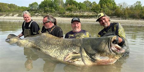 Unveiling the Symbolism of a Dream Featuring an Enormous Catfish