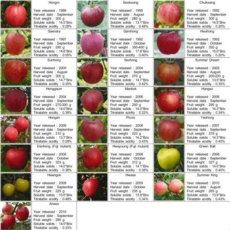 Variety is the Spice of Life: Exploring Different Apple and Grape Cultivars