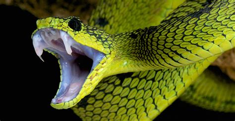 Viper Venom: Deadly Weapons and Remarkable Medicines