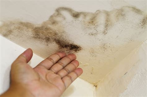 Visible Water Stains and Mold Growth