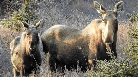 Vulnerability Unveiled: Understanding the Emotional Significance of Antlerless Moose