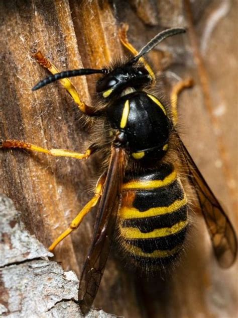 Wasp Dreams: An Indication of Internal Conflict and Anger