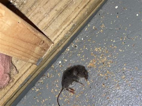 What Does It Mean When You Dream of Mice Invading Your Home?