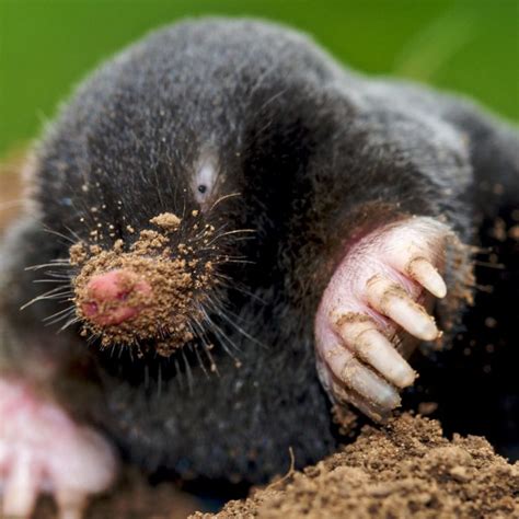 What Meaning Does a Mole Hold in Dream Psychology?