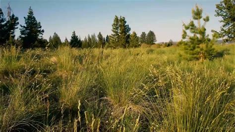 Whispering Grasses: The Tranquility of Meadows