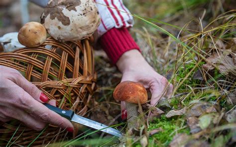 Wild Mushroom Foraging: Guidelines and Safety Measures