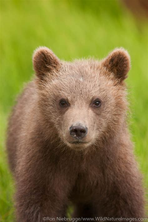 Wildlife Conservation: Dreaming of a Delightful Brown Bear Cub