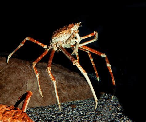 Wow! The Potential Significance of an Enormous Chestnut Arachnid in a Lady's Subconscious Vision